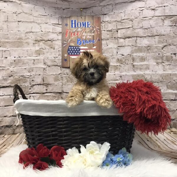 ShizaPoo-DOG-Male-Gold-7224-Petland Robinson, PA