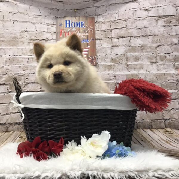 Chow Chow-DOG-Female-Cream-7221-Petland Robinson, PA