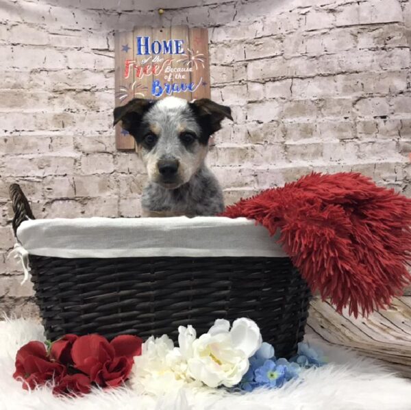 Australian-Heeler DOG Male Blue Merle 7222 Petland Robinson, PA