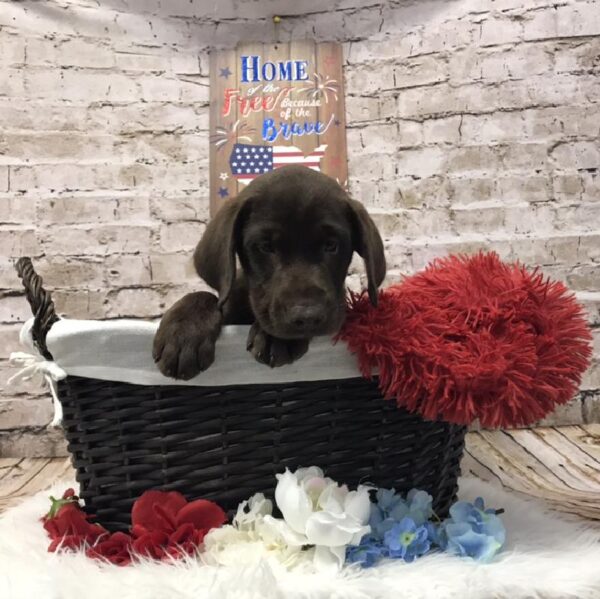 Labrador Retriever DOG Male Chocolate 7223 Petland Robinson, PA