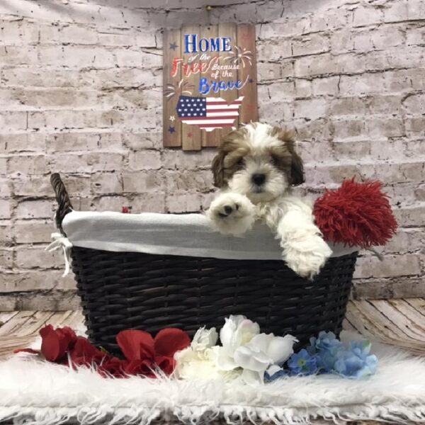 ShizaPoo-DOG-Female-White / Gold-7225-Petland Robinson, PA