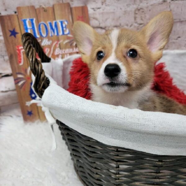 Pembroke Welsh Corgi DOG Male Sable 7207 Petland Robinson, PA