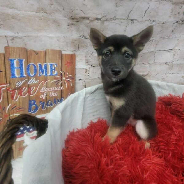 Shiba Inu DOG Female Black and Tan 7208 Petland Robinson, PA