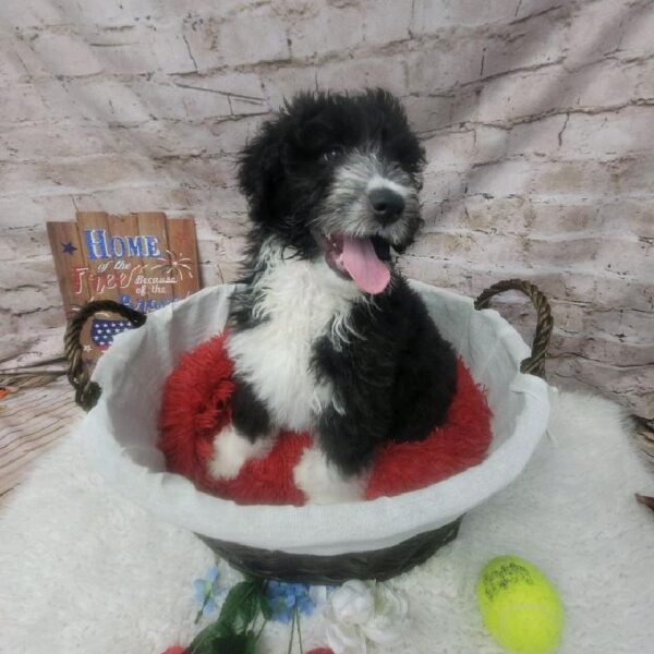 Aussiedoodle-DOG-Female-Black and White-7202-Petland Robinson, Pittsburgh, PA