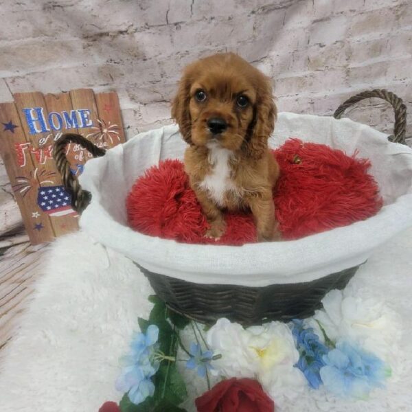 Cockalier DOG Male Ruby 7204 Petland Robinson, PA