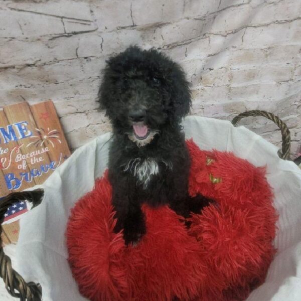 Standard Poodle-DOG-Female-Black-7209-Petland Robinson, Pittsburgh, PA