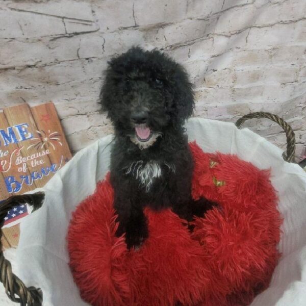 Standard Poodle-DOG-Female-Black-7209-Petland Robinson, PA