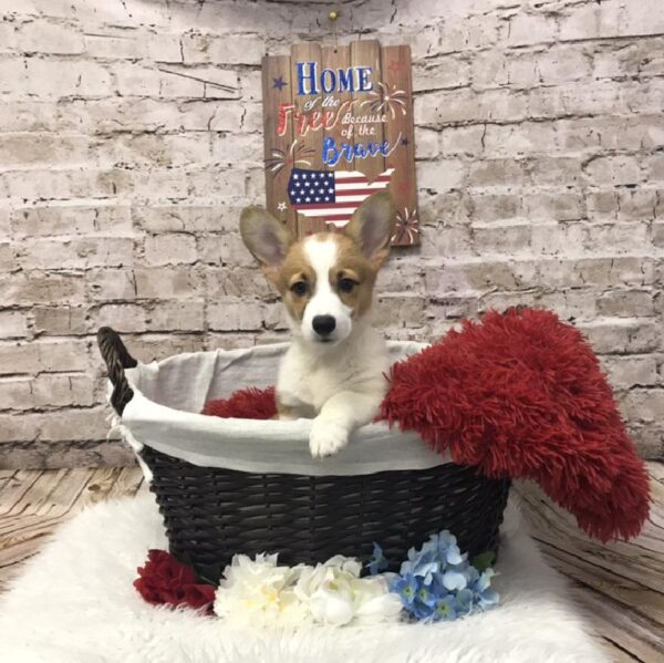 Pembroke Welsh Corgi DOG Female Sable / White 7250 Petland Robinson, PA