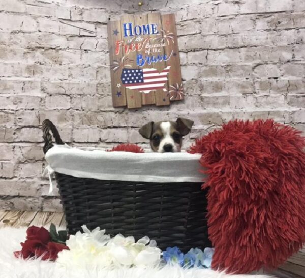 Chorkie-DOG-Male-Fawn and White-7236-Petland Robinson, PA