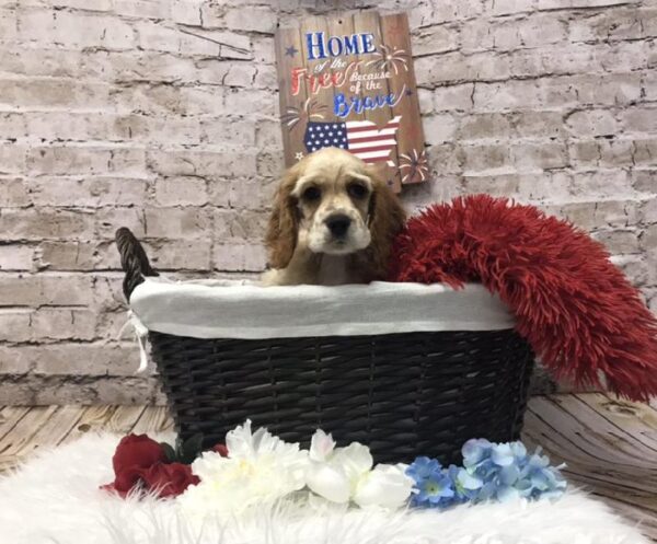 Cocker Spaniel-DOG-Male-Buff-7235-Petland Robinson, Pittsburgh, PA