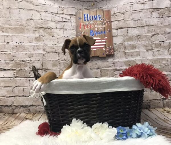 Boxer-DOG-Male-Fawn-7234-Petland Robinson, Pittsburgh, PA