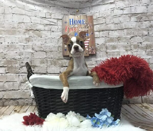 Boston Terrier DOG Female Seal Brindle and White 7233 Petland Robinson, PA