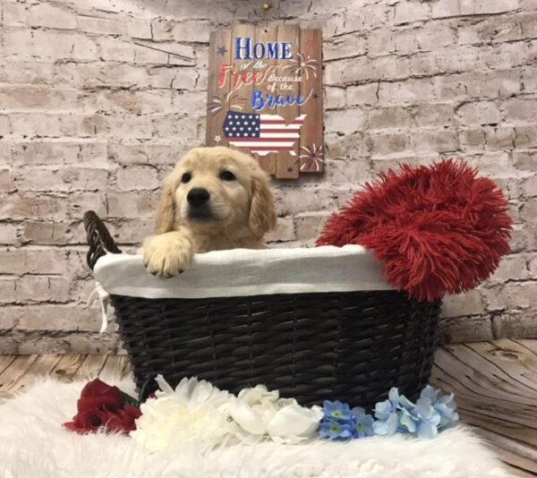 Goldendoodle-DOG-Female-Golden-7230-Petland Robinson, PA