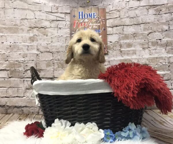 Goldendoodle DOG Male Golden 7229 Petland Robinson, PA