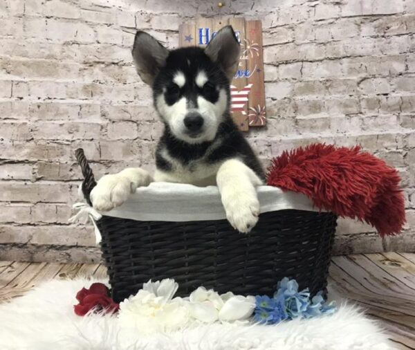 Alaskan Malamute DOG Female Black and White 7227 Petland Robinson, PA