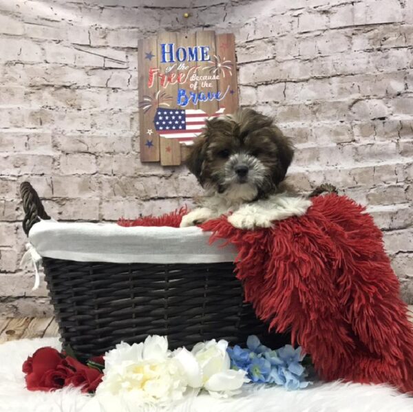 Shorkie-DOG-Male-Red / White-7257-Petland Robinson, Pittsburgh, PA