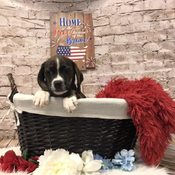 Sharpeagle-DOG-Male-Brindle-7258-Petland Robinson, PA