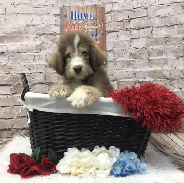 Husky-Poo-DOG-Male-Brown / White-7283-Petland Robinson, Pittsburgh, PA
