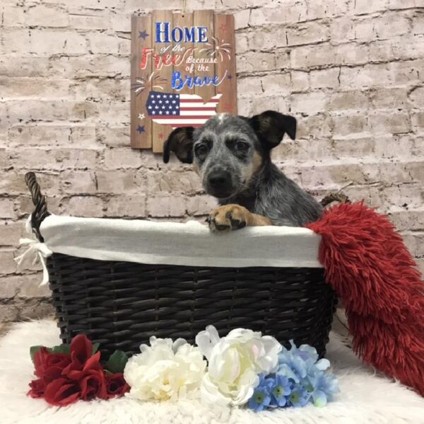 Heeler DOG Female Blue Merle 7282 Petland Robinson, PA