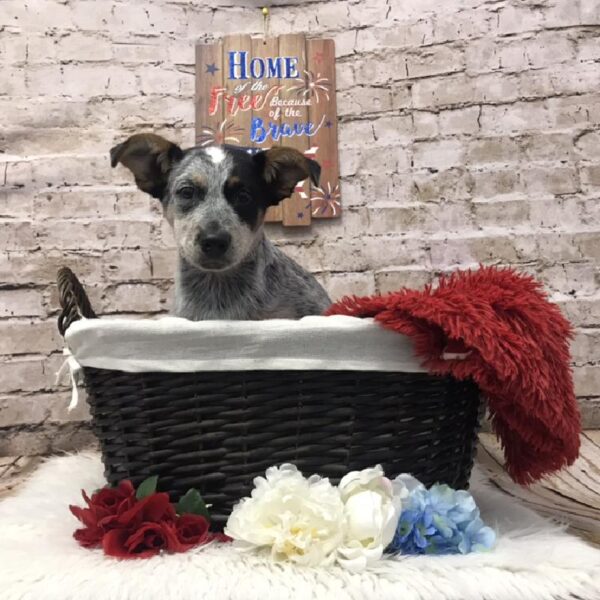 Heeler DOG Male Blue Merle 7281 Petland Robinson, PA