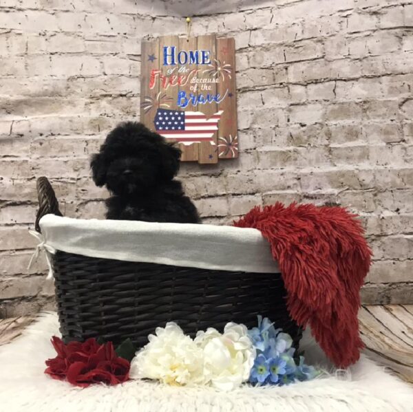 Mini Aussiedoodle-DOG-Male-Black-7280-Petland Robinson, Pittsburgh, PA