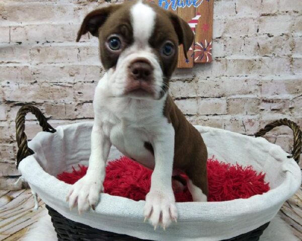 Boggle DOG Male Seal and White 7260 Petland Robinson, PA