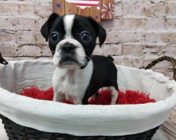 Boggle DOG Female Black and White 7261 Petland Robinson, PA