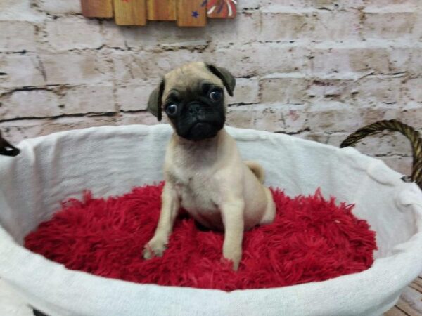 Pug DOG Male Fawn 7270 Petland Robinson, PA