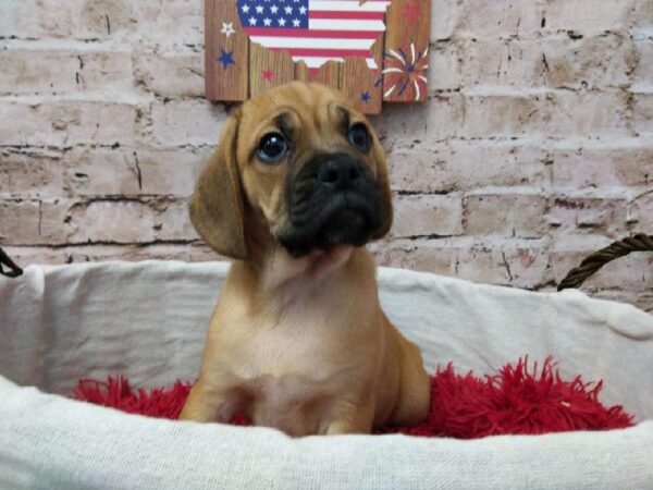 Puggle-DOG-Male-Fawn-7262-Petland Robinson, Pittsburgh, PA