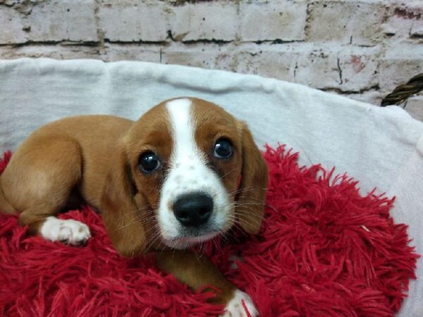 Beaglier-DOG-Male-Red and White-7266-Petland Robinson, Pittsburgh, PA