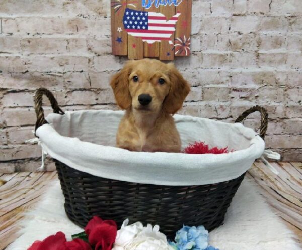 Golden Doxie DOG Female Red 7263 Petland Robinson, PA