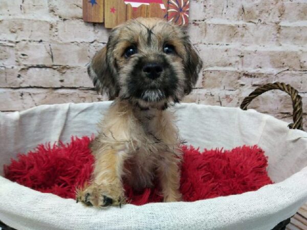 Schnocker-DOG-Female-Fawn-7286-Petland Robinson, Pittsburgh, PA