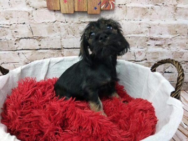 Schnocker DOG Male Black and Tan 7285 Petland Robinson, PA