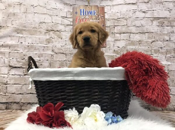 Golden Retriever-DOG-Male-Dark Golden-7291-Petland Robinson, Pittsburgh, PA