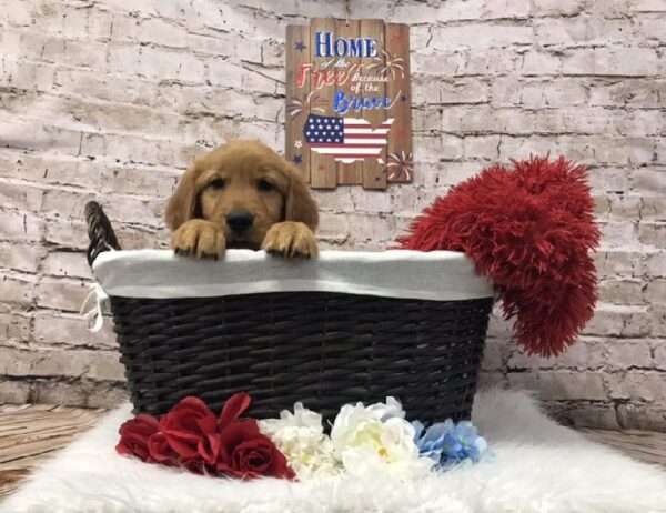 Golden Retriever-DOG-Female-Dark Golden-7292-Petland Robinson, Pittsburgh, PA