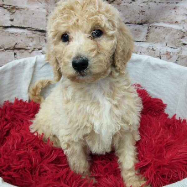 Mini Labradoodle-DOG-Female-Cream-7311-Petland Robinson, Pittsburgh, PA