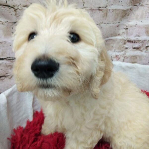Mini Labradoodle-DOG-Female-Cream-7312-Petland Robinson, Pittsburgh, PA