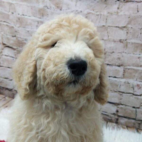 Mini Labradoodle-DOG-Male-Cream-7313-Petland Robinson, Pittsburgh, PA