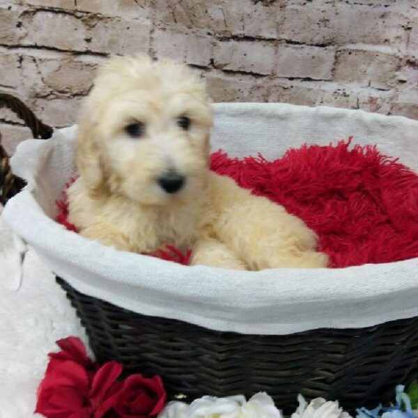 Mini Labradoodle-DOG-Male-Cream-7314-Petland Robinson, PA