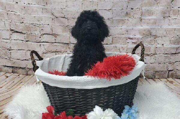 Standard Poodle DOG Male Black 7299 Petland Robinson, PA