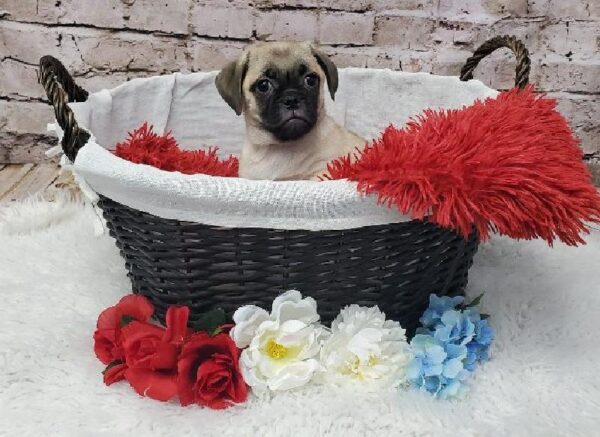 Puggle DOG Male Fawn 7298 Petland Robinson, PA