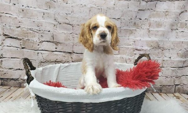 Cocker Spaniel-DOG-Male-Buff and White-7297-Petland Robinson, Pittsburgh, PA