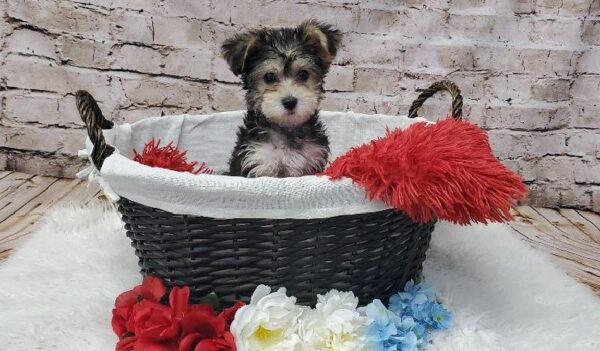 Cavachon-DOG-Female-Black and Tan-7296-Petland Robinson, Pittsburgh, PA