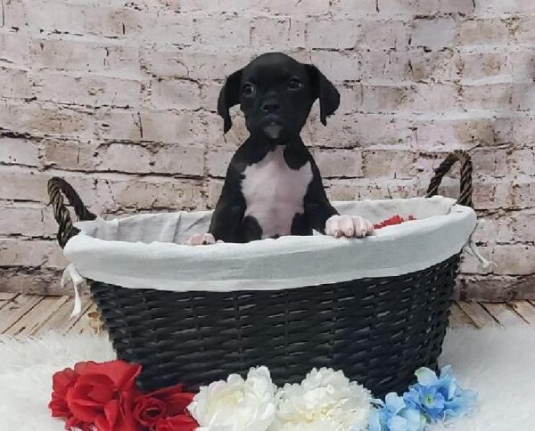 Boxer-DOG-Female-Black-7295-Petland Robinson, Pittsburgh, PA