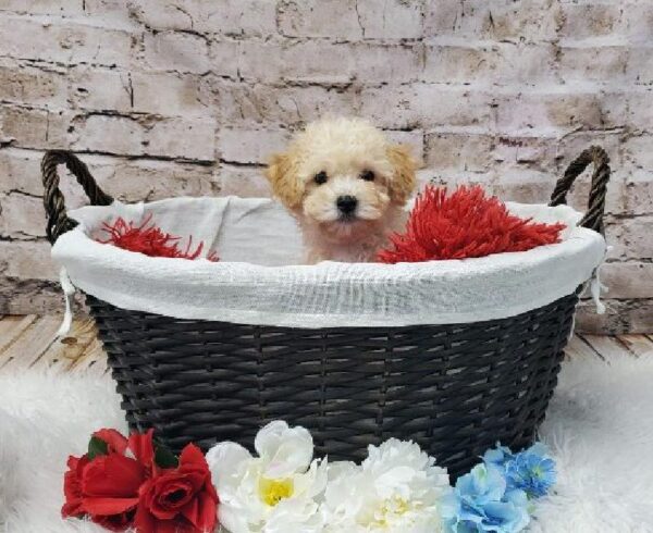 Bichon- Poo-DOG-Male-Cream-7294-Petland Robinson, Pittsburgh, PA