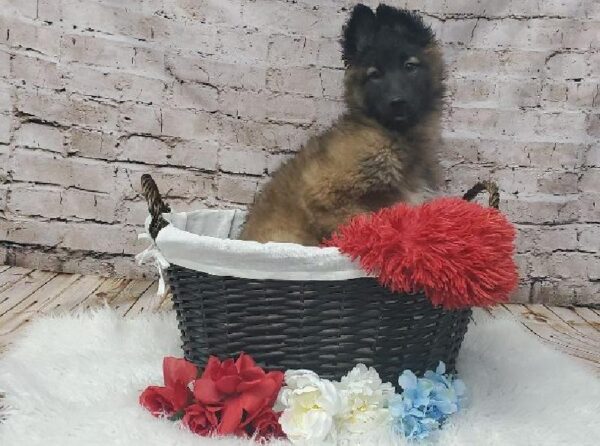 Belgian Tervuren DOG Female Fawn and Black 7293 Petland Robinson, PA