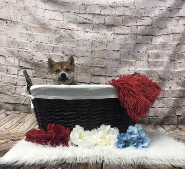 Shiba Inu-DOG-Male-Red-7319-Petland Robinson, Pittsburgh, PA