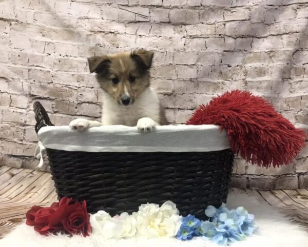Sheltie-DOG-Female-Sable and White-7318-Petland Robinson, Pittsburgh, PA
