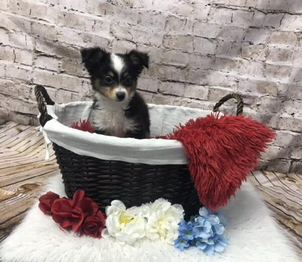 Miniature Australian Shepherd DOG Male Black White and Brown 7317 Petland Robinson, PA