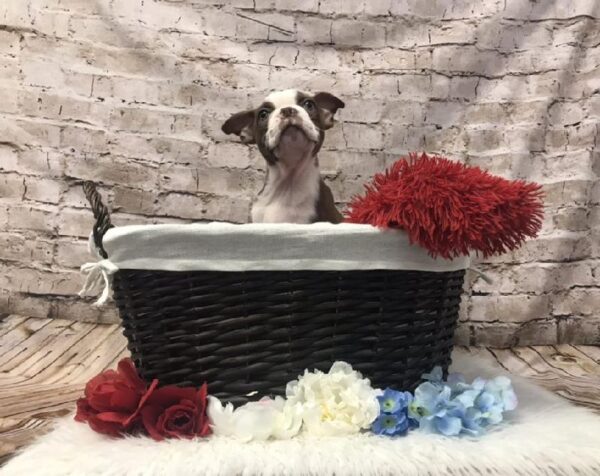 Boston Terrier-DOG-Male-Seal and White-7315-Petland Robinson, Pittsburgh, PA